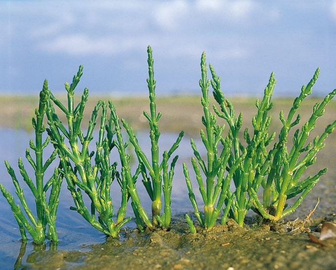 六大创新技术 助力全球粮食供应
