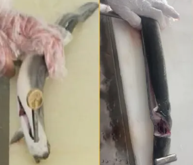 抢“鳗”品货源！鳗鱼皇后29年品质鳗鱼，赋能餐饮招牌菜、零售爆品就在9月F2C中食展